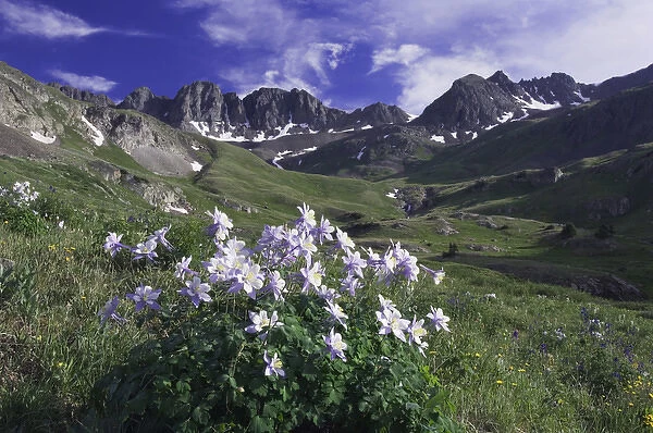 Mountains and wildflowers in alpine meadow, Blue Columbine, Colorado Columbine, Aquilegia coerulea