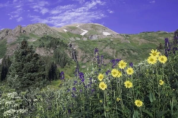 Mountains and wildflowers in alpine meadow, Tall Larkspur, Sunflowers, Loveroot, Ouray