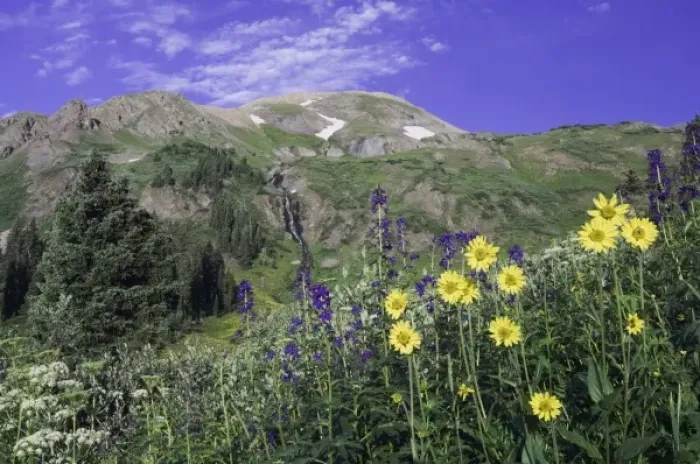Framed Print : Mountains and wildflowers in alpine meadow, Tall Larkspur, Sunflowers, Loveroot, Ouray Framed Print : Mountains and wildflowers in alpine meadow, Tall Larkspur, Sunflowers, Loveroot, Ouray