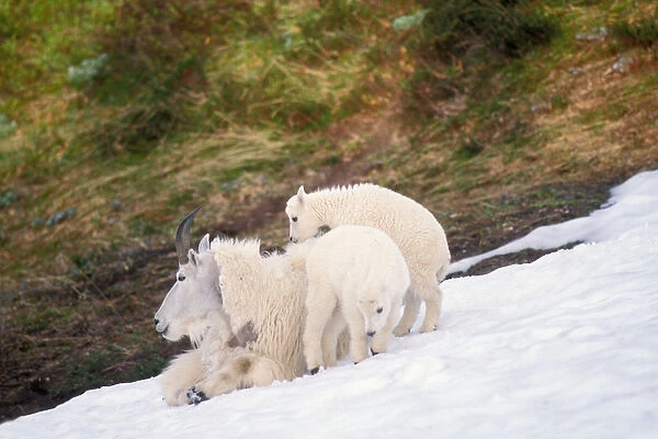 mountian goat, Oreamonos americanus, mother with kids on snow pack in the spring