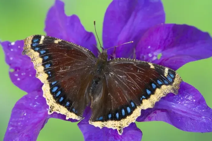 Framed Print : Mourning Cloak Butterfly, Nymphalis antiopa Framed Print : Mourning Cloak Butterfly, Nymphalis antiopa