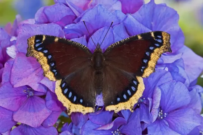 Framed Print : Mourning Cloak Butterfly, Nymphalis antiopa Framed Print : Mourning Cloak Butterfly, Nymphalis antiopa