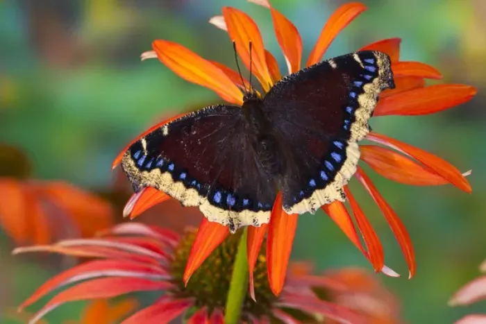 Framed Print : Mourning Cloak Butterfly, Nymphalis vaualbum Framed Print : Mourning Cloak Butterfly, Nymphalis vaualbum