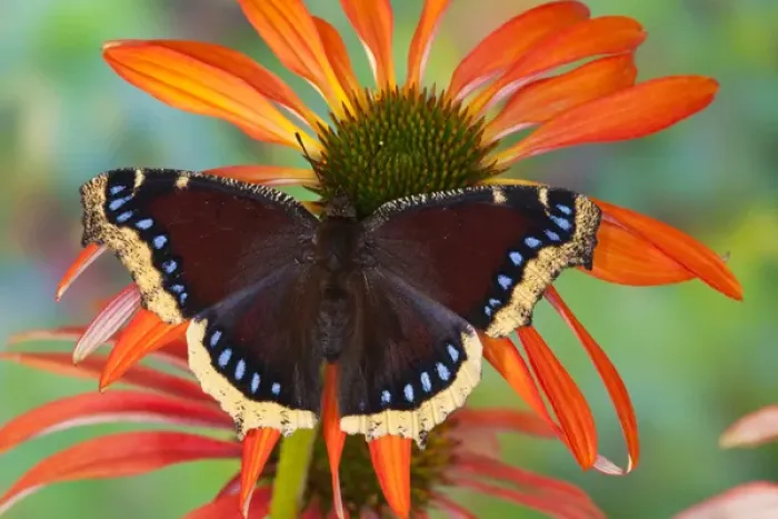 Framed Print : Mourning Cloak Butterfly, Nymphalis vaualbum