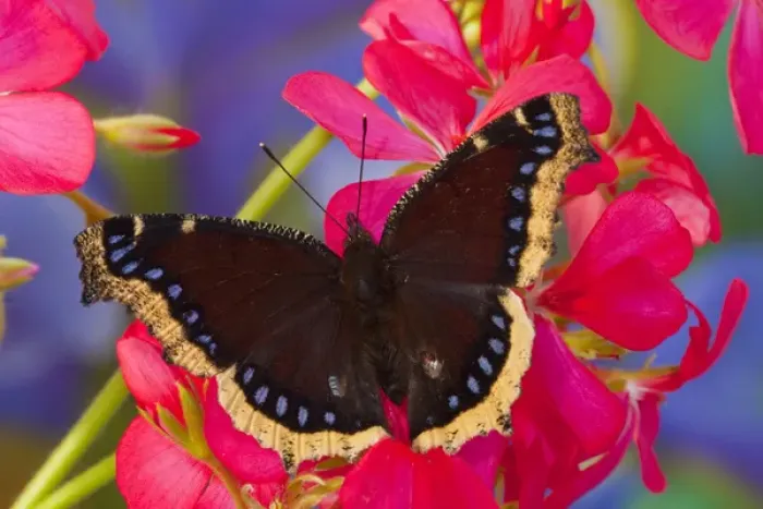 Framed Print : Mourning Cloak Butterfly, Nymphalis vaualbum Framed Print : Mourning Cloak Butterfly, Nymphalis vaualbum