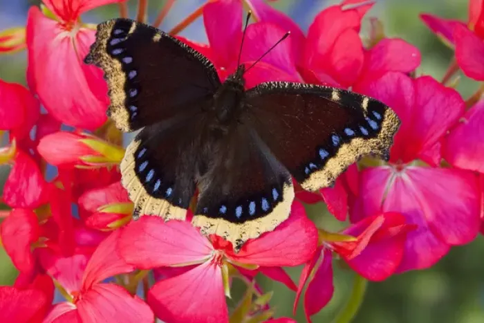 Framed Print : Mourning Cloak Butterfly, Nymphalis vaualbum