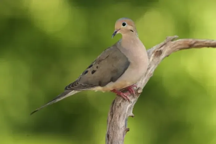 Framed Print : Mourning Dove Framed Print : Mourning Dove