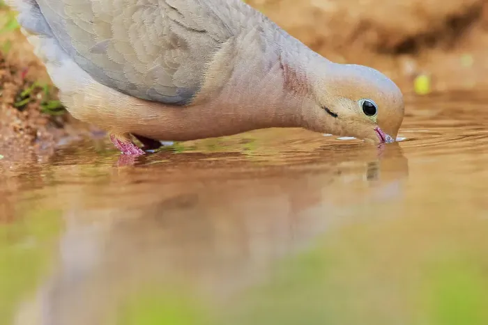 Framed Print : Mourning dove drinking from pond, USA, Arizona Framed Print : Mourning dove drinking from pond, USA, Arizona