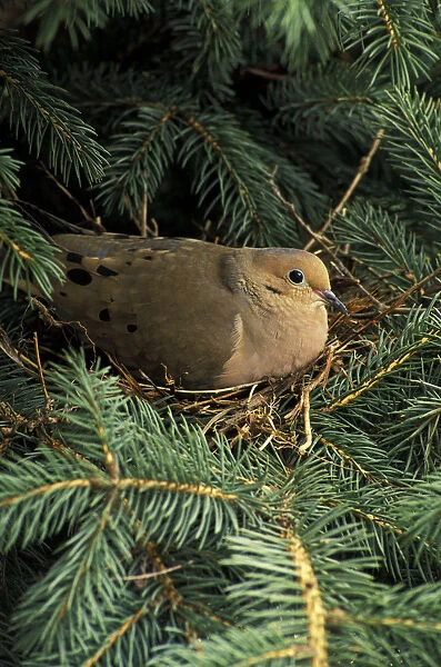 Mourning Dove on nest