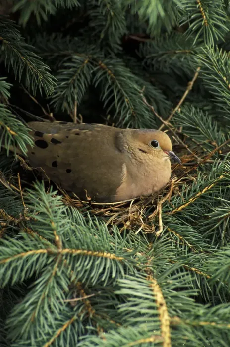 Framed Print : Mourning Dove on nest Framed Print : Mourning Dove on nest
