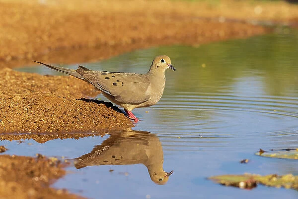 Mourning Dove at water, Pima County, Arizona