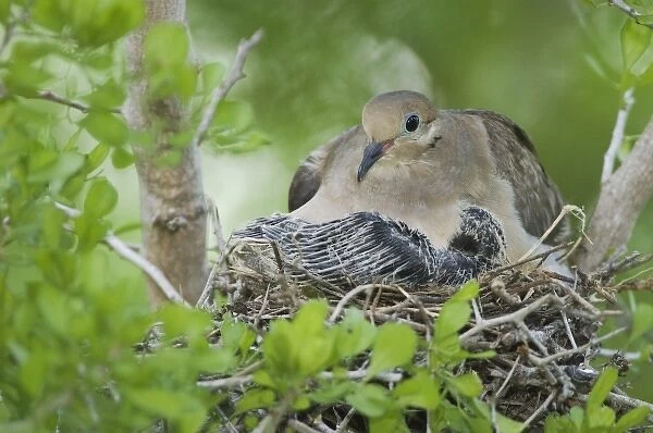 Mourning Dove, Zenaida macroura, adult in nest with young, Willacy County, Rio Grande Valley