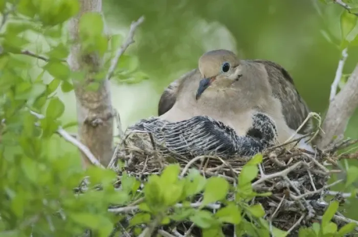 Framed Print : Mourning Dove, Zenaida macroura, adult in nest with young, Willacy County, Rio Grande Valley Framed Print : Mourning Dove, Zenaida macroura, adult in nest with young, Willacy County, Rio Grande Valley