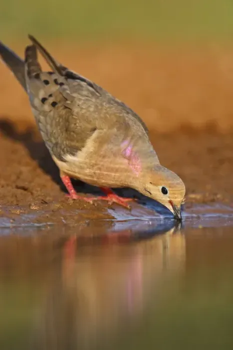 Framed Print : Mourning Dove (Zenaida macroura) adult drinking
