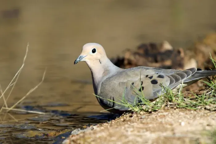Framed Print : The mourning dove (Zenaida macroura) drinking at a small pond Framed Print : The mourning dove (Zenaida macroura) drinking at a small pond