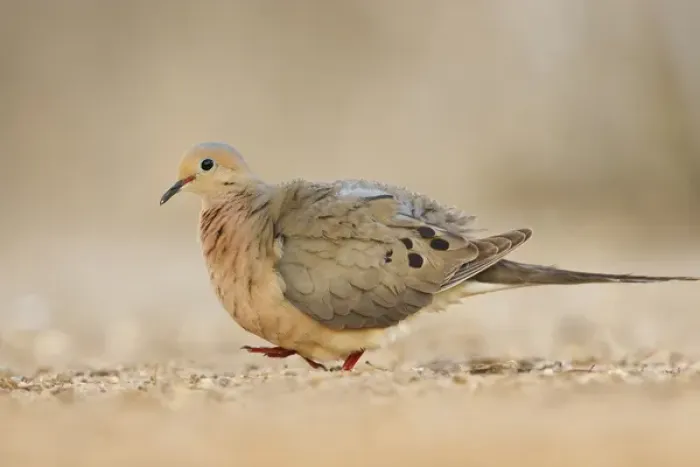 Framed Print : Mourning Dove (Zenaida macroura) walking Framed Print : Mourning Dove (Zenaida macroura) walking