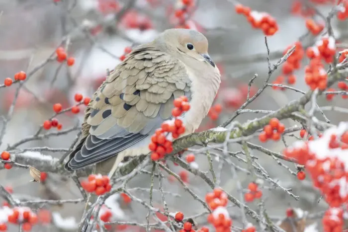 Framed Print : Mourning Dove (Zenaida macroura) in Winterberry (Ilex verticillata) bush, Marion County