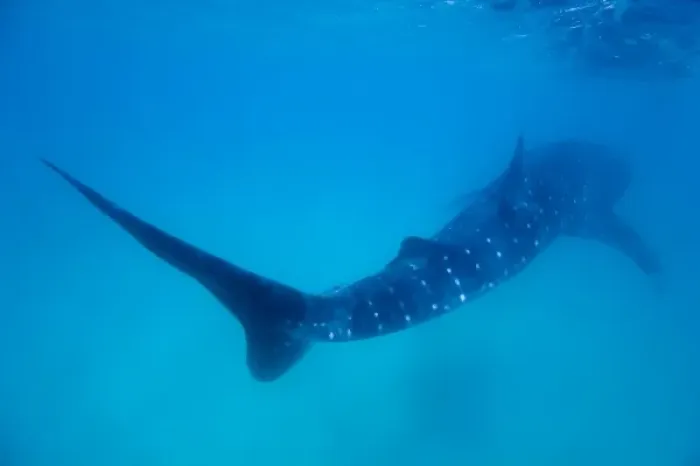 Framed Print : Mozambique, Guinjata Bay, Jangamo Beach. Underwater view of Whale Shark (Rhincodon