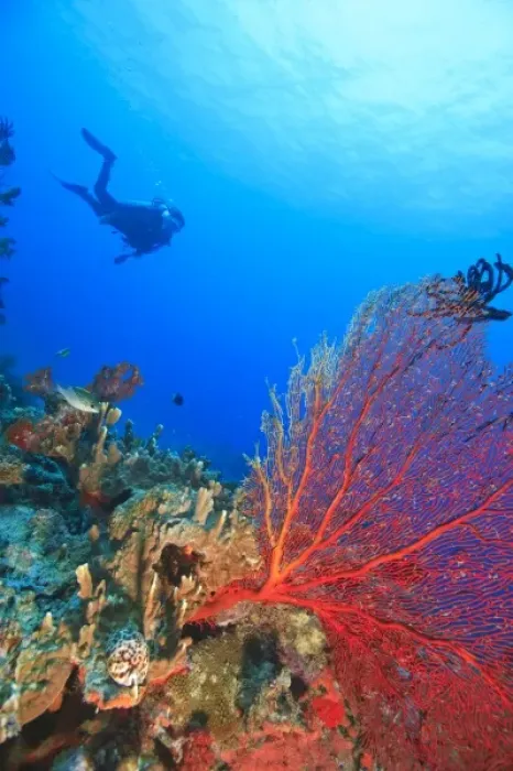 Framed Print : MR Diver with large Gorgonian Sea Fan near Beqa Island off Southern Viti Levu, Fiji Framed Print : MR Diver with large Gorgonian Sea Fan near Beqa Island off Southern Viti Levu, Fiji