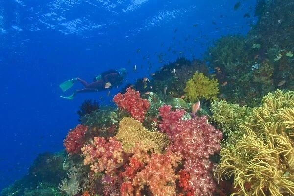 MR female scuba diver near brilliant colored Soft Corals (Dendronepthya sp. ) Raja