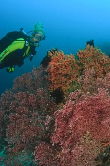 Framed Print : MR female scuba diver near large Gorgonian Sea Fan, Banda Sea, Indonesia Framed Print : MR female scuba diver near large Gorgonian Sea Fan, Banda Sea, Indonesia