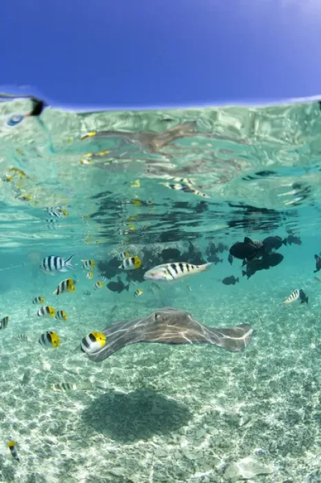 Framed Print : MR  /  PR Lagoon safari trip to snorkel with marinelife - stingrays (Himantura fai)