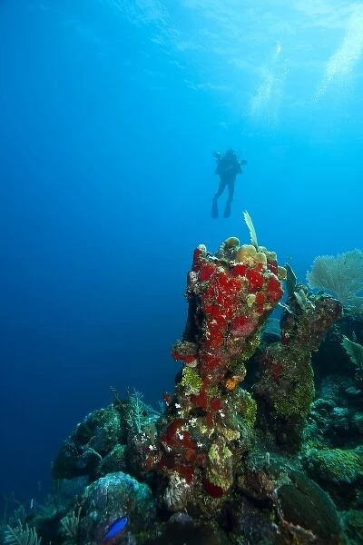 (MR) Scuba Diver, Red Sponge (Mycale sp. ), Utila, Bay Islands, Honduras, Central America
