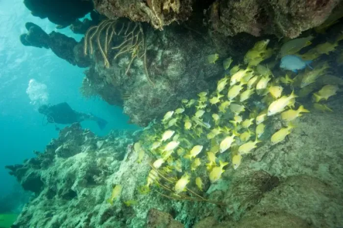 Framed Print : (MR) scuba diver & schooling yellowtail snappers, Virgin Gorda Island, British Virgin Islands Framed Print : (MR) scuba diver & schooling yellowtail snappers, Virgin Gorda Island, British Virgin Islands