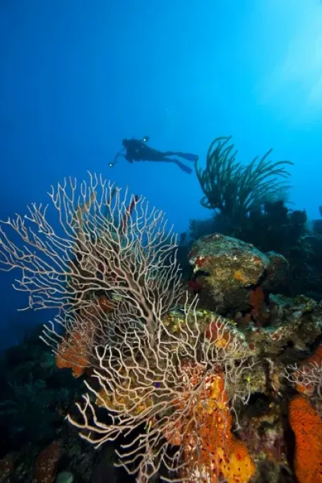 Framed Print : (MR) scuba diver with underwater camera, North side of Utila, Bay Islands, Honduras