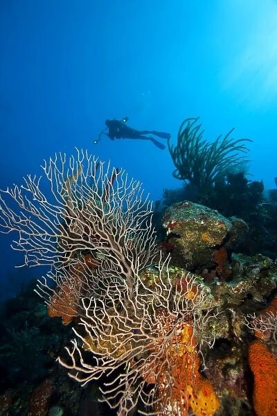 (MR) scuba diver with underwater camera, North side of Utila, Bay Islands, Honduras