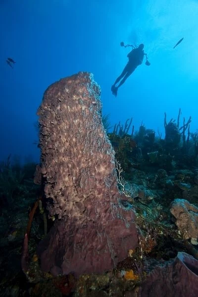 (MR) Scuba Divers with an underwater cmaera, Giant Barrel Sponges (Xestopongia muta)