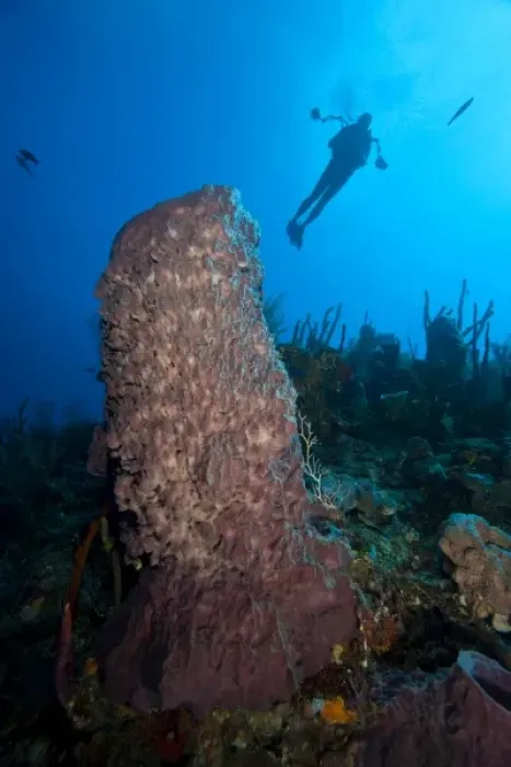 Framed Print : (MR) Scuba Divers with an underwater cmaera, Giant Barrel Sponges (Xestopongia muta)