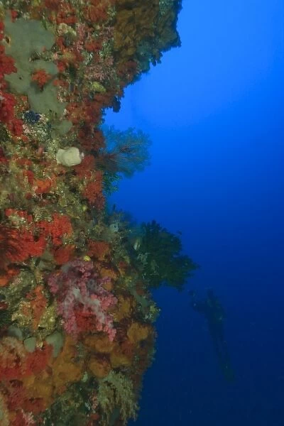 MR underwater photographer, soft corals, sponges, tunicates, Raja Ampat region of Papua
