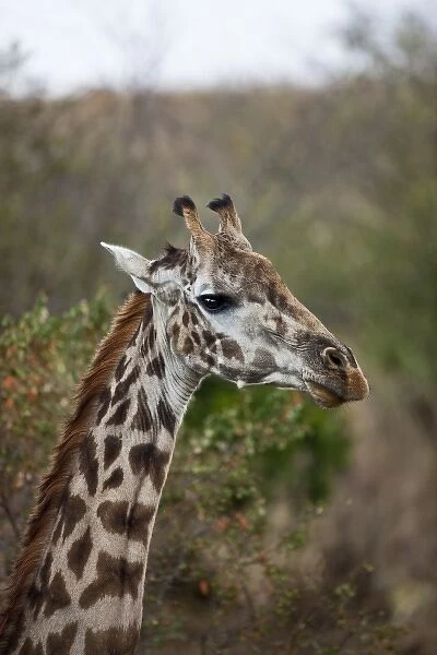 Msai Giraffe (Giraffe Tippelskirchi) as seen in the Masai Mara