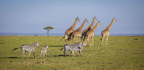 Msai giraffe wander across the Masai Mara plain. Kenya