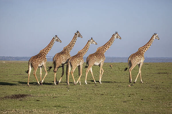Msai giraffe wander across the Masai Mara plain. Kenya
