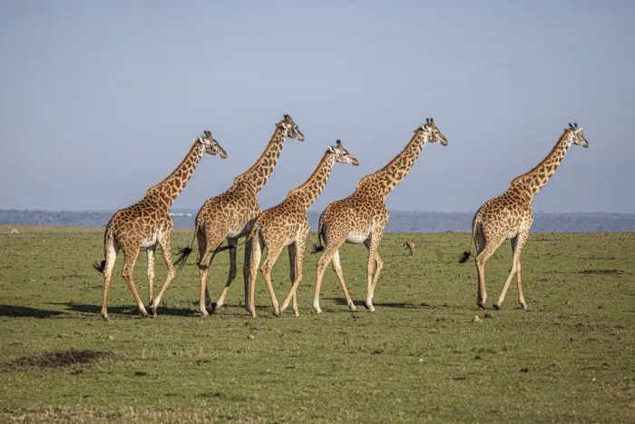 Framed Print : Msai giraffe wander across the Masai Mara plain. Kenya Framed Print : Msai giraffe wander across the Masai Mara plain. Kenya