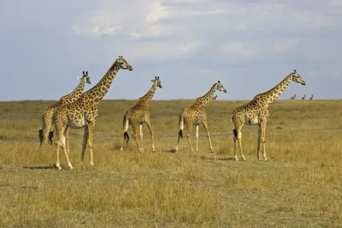 Framed Print : Msai Giraffes