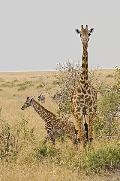 Msai Giraffes