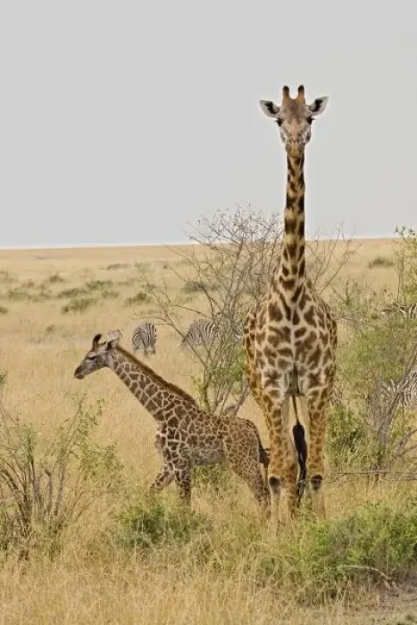 Framed Print : Msai Giraffes Framed Print : Msai Giraffes