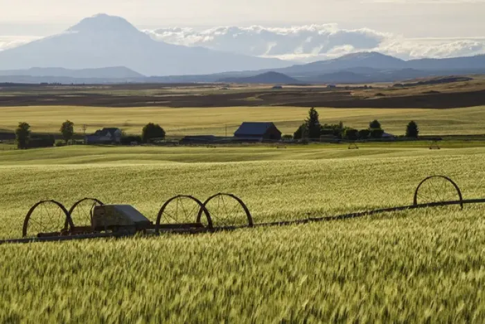 Framed Print : Mt. Adams looms over a Goldendale, WA, wheat farm Framed Print : Mt. Adams looms over a Goldendale, WA, wheat farm