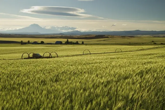 Framed Print : Mt. Adams looms over a Goldendale, WA, wheat farm