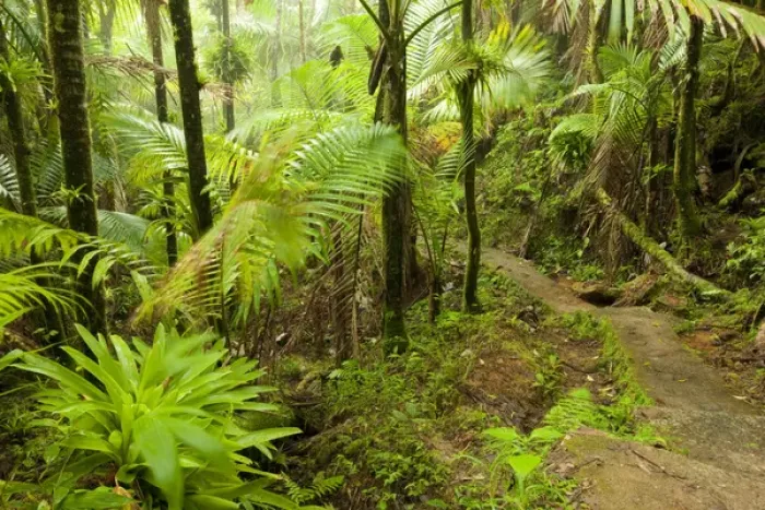 Framed Print : Mt. Britton Lookout trail, El Yunque NF, Puerto Rico