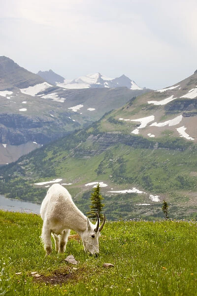MT, Glacier National Park, above Logan Pass, Mountain Goat (Billy Goat) in meadow