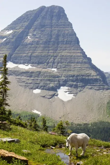Framed Print : MT, Glacier National Park, above Logan Pass, Mountain Goat (Billy Goat) and Bearhat