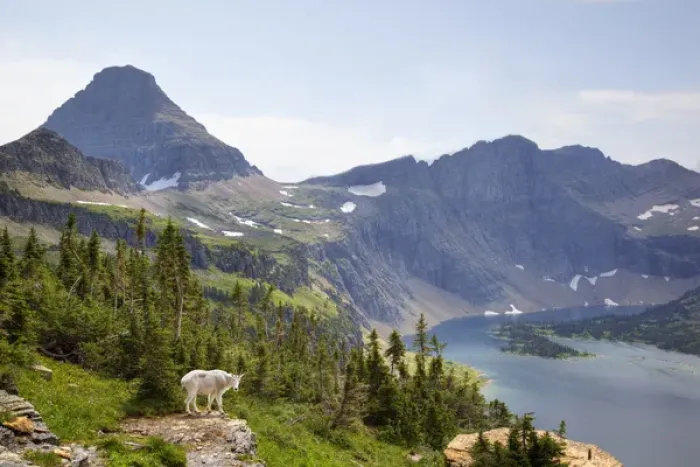 Framed Print : MT, Glacier National Park, above Logan Pass, Mountain Goat (Billy Goat) and Bearhat
