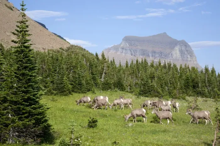 Framed Print : MT, Glacier National Park, Logan Pass, Bighorn Sheep herd Framed Print : MT, Glacier National Park, Logan Pass, Bighorn Sheep herd