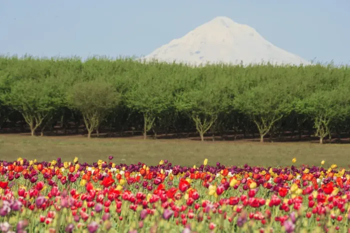 Framed Print : Mt. Hood and tulip fields, Willamette Valley, Oregon Framed Print : Mt. Hood and tulip fields, Willamette Valley, Oregon