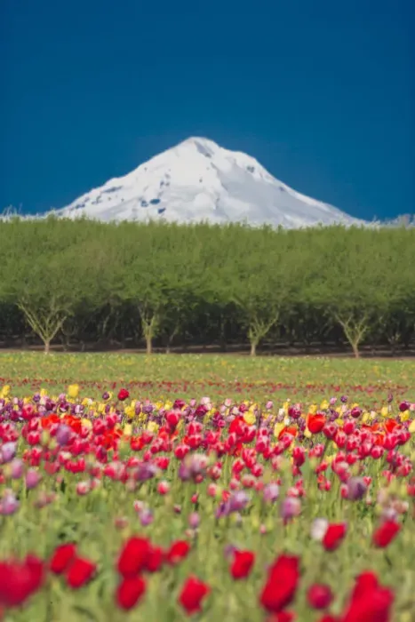 Framed Print : Mt. Hood and tulip fields, Willamette Valley, Oregon Framed Print : Mt. Hood and tulip fields, Willamette Valley, Oregon