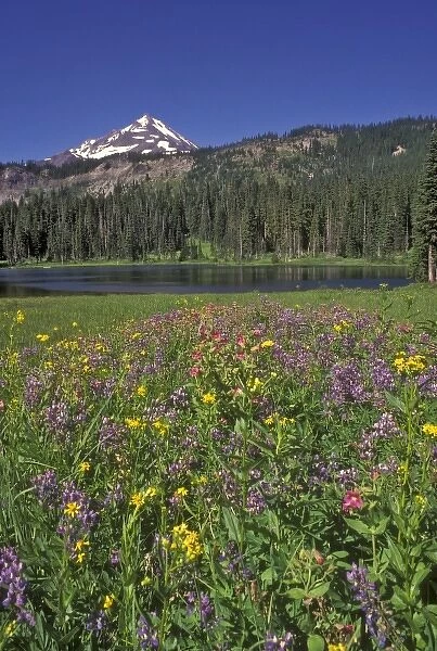 Mt. Jefferson in the background with Hunts Lake in the middleground and Wildflowers